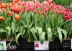 Tulipa Aphrodite ® (1)